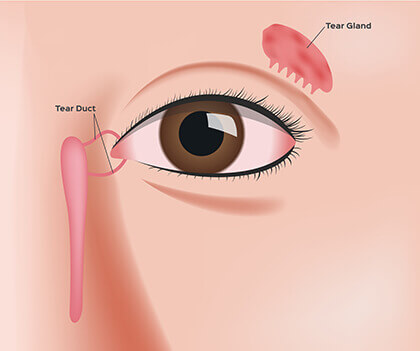 Tear Duct and Gland Diagram
